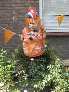 908066 Afbeelding van een oranje aangeklede sparrenboom in een tuintje aan de Verenigingstraat te Utrecht. De ...